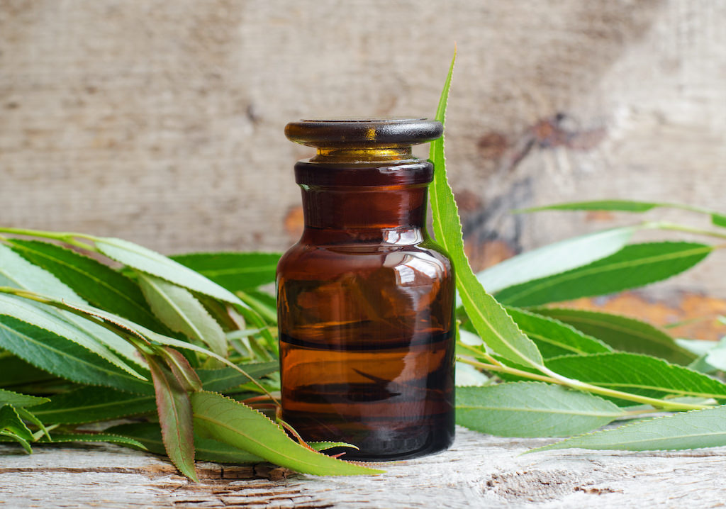 Willow bark benefits for Men's scalps