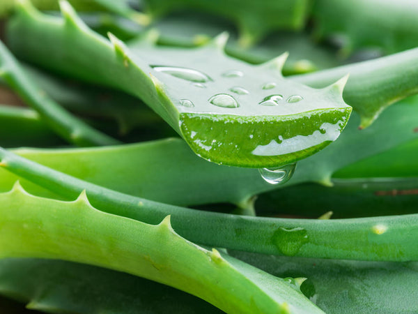 Aloe leaf juice benefits for Men's scalps